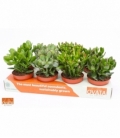 Crassula