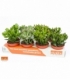 Crassula