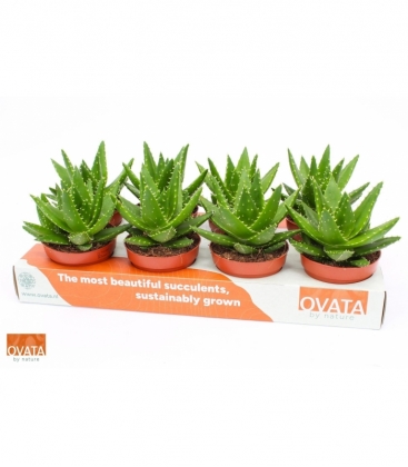 Aloe