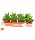 Aloe