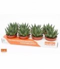 Gasteria