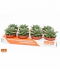 Gasteria