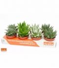 Haworthia