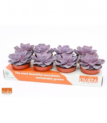 Echeveria