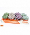 Echeveria