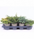 conifers