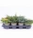 conifers