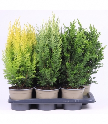 conifers