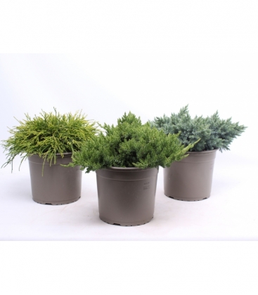 conifers