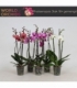 Phalaenopsis