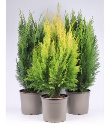 conifers
