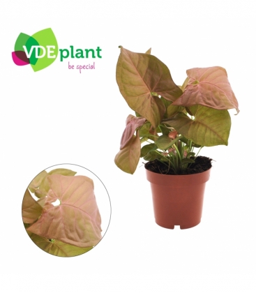 Syngonium