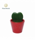 Hoya
