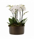 Phalaenopsis