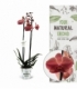 Phalaenopsis