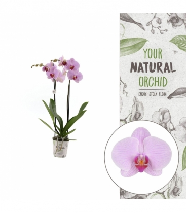 Phalaenopsis