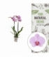 Phalaenopsis