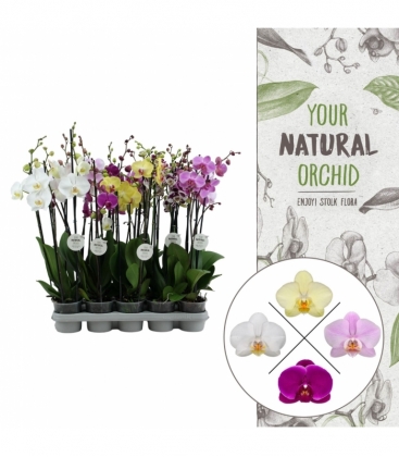 Phalaenopsis