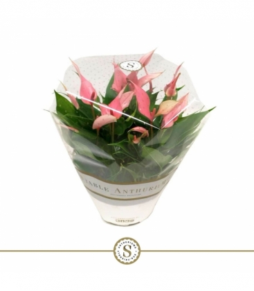Anthurium