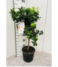Citrus