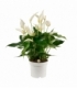 Anthurium