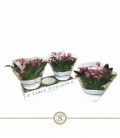 Anthurium