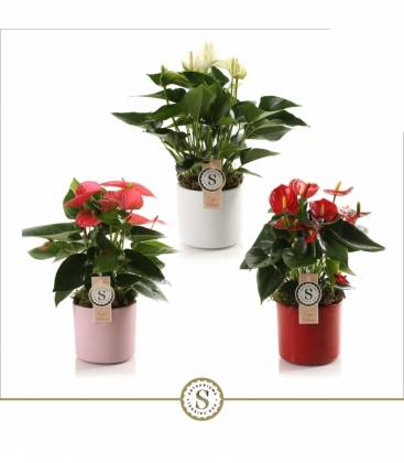 Anthurium