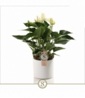 Anthurium