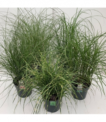 Grasses