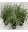 Grasses