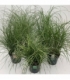 Grasses