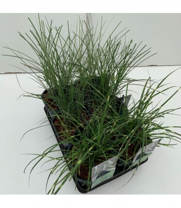 Miscanthus