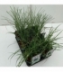 Miscanthus