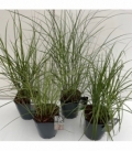 Miscanthus