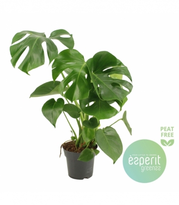 Monstera