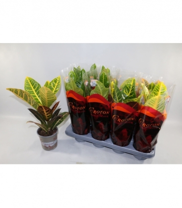 Croton