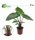 Alocasia