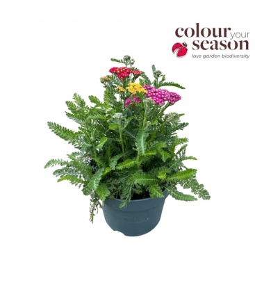 Achillea