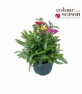 Achillea