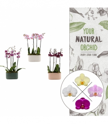 Phalaenopsis