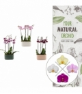 Phalaenopsis