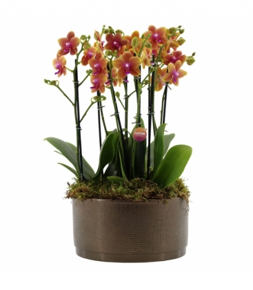 Phalaenopsis