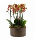 Phalaenopsis