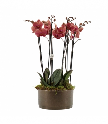 Phalaenopsis