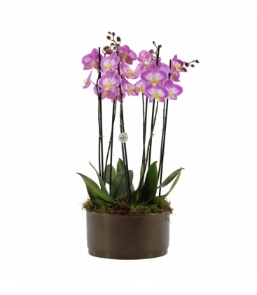Phalaenopsis
