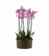 Phalaenopsis