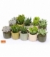 succulents