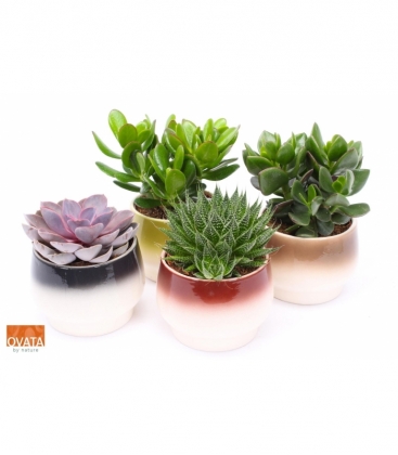 succulents