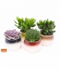 succulents