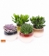 succulents
